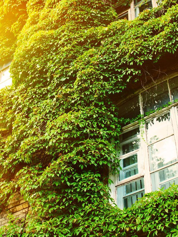 Criterios bioclimáticos de las casas Passivhaus